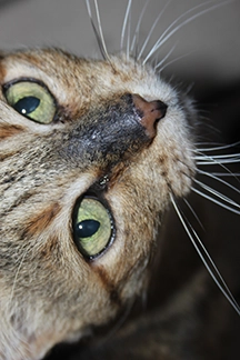 cómo-los-gatos-se-mantienen-frescos